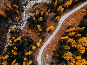 Orange Nordic Forest Wallpaper