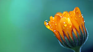 Orange Petal Covered Dew Macro Flower Wallpaper