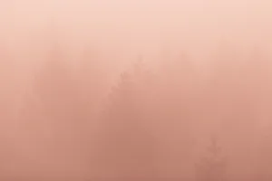 Orange Plain Hd Forest Wallpaper