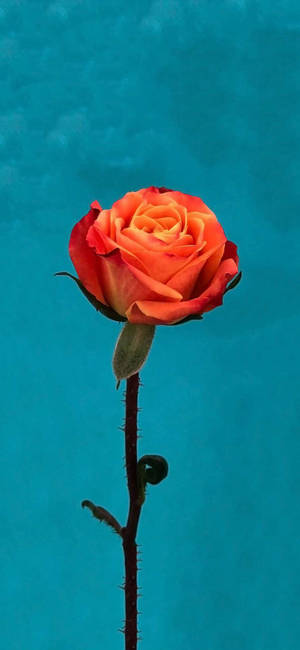 Orange Rose Flower Apple Wallpaper