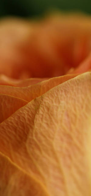 Orange Rose Petal Macro Wallpaper