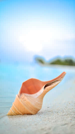 Orange Seashell On The Shore Wallpaper