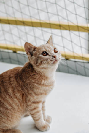 Orange Tabby Kitten Wallpaper