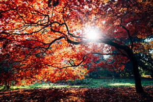 Orange Tree Bright Autumn Sunlight Wallpaper