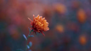 Orange Wild Chrysanthemum Wallpaper