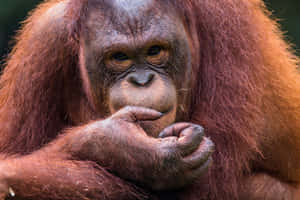 Orangutan Red Haired Great Apes Wallpaper