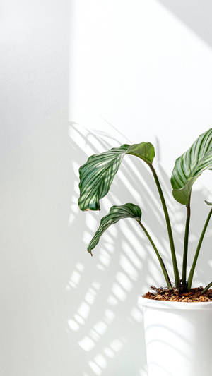 Orbifolia Prayer Plants Natural Light Wallpaper