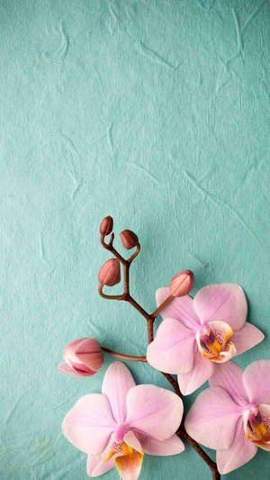 Orchid Cell Phone Image Wallpaper