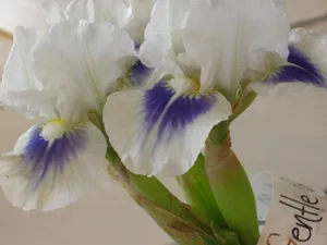 Oregon Iris Flowers Wallpaper