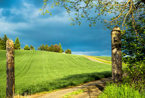 Oregon Salem Green Field Wallpaper