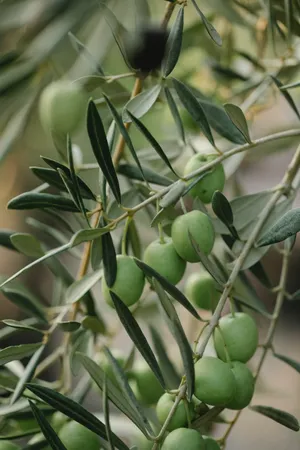 Organic Olive Tree Standing Tall In A Field Of Green. Wallpaper