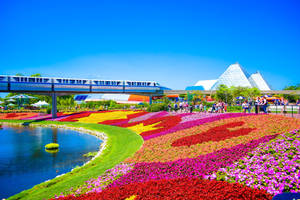 Orlando Theme Park Monorailand Floral Display Wallpaper