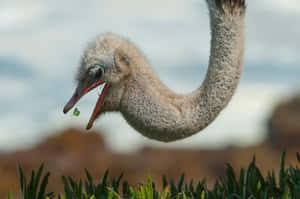 Ostrich Head Close Up Wallpaper