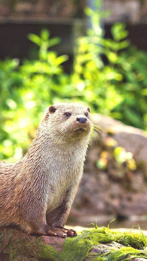 Otter At Daytime Wallpaper