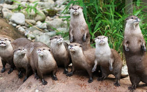 Otter Wildlife Wallpaper