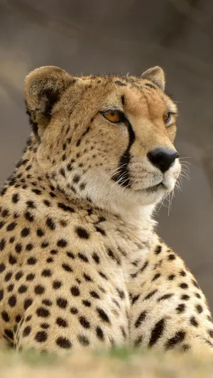 Our Furry Friends Can Make Every Day Brighter Wallpaper