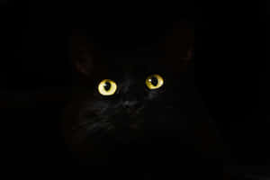 Out Of Darkness Cute Cat Pfp Wallpaper
