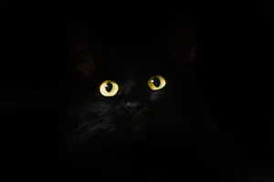 Out Of Darkness Cute Cat Pfp Wallpaper