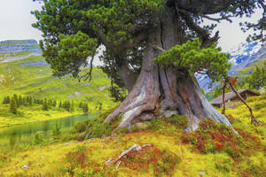 Outdoor Gigantic Tree Wallpaper