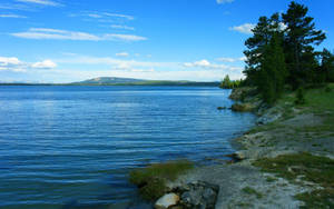 Outdoor Seaside Forest Wallpaper