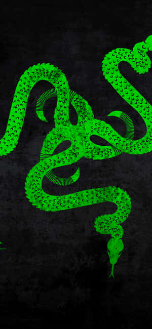 Outfit Up In Style With Gucci Green Wallpaper