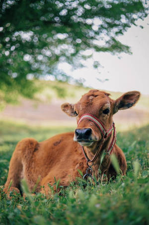 Ox Resting Under Tree Wallpaper