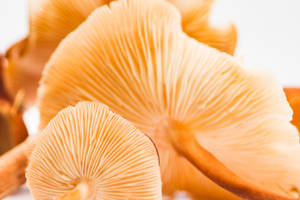 Oyster Mushrooms Dotting A Forest Floor Wallpaper