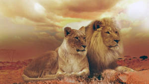 Pair Lion Laptop Wallpaper