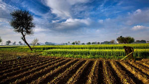 Pakistan Harvesting Land Wallpaper