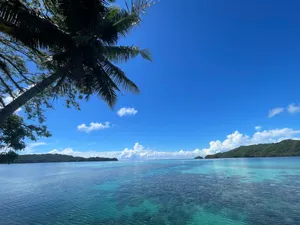 Palau Palm Tree Bent Wallpaper