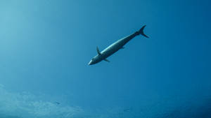 Palau Wahoo Fish Wallpaper