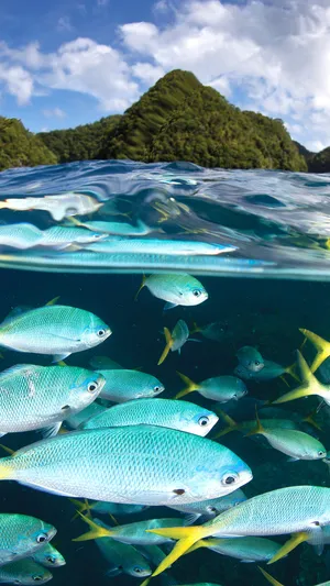 Palau Yellowtail Fish Wallpaper