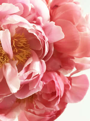 Pale Pink Peonies Closeup Wallpaper