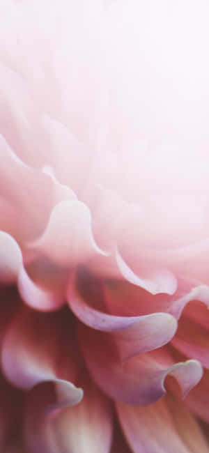 Pale Pink Petal Abstract Wallpaper