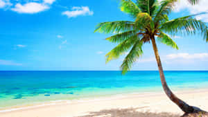 Palm Beach Crystal-clear Blue Ocean Water Wallpaper