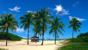 Palm Beach Live 3d Wallpaper