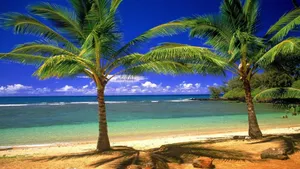 Palm Hawaii Beach Scenery Wallpaper