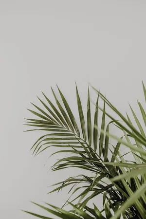 Palm Leaves On A White Background Wallpaper