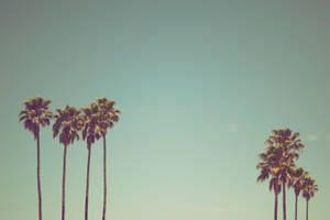 Palm Tree In Pastel Vintage Skyline Wallpaper