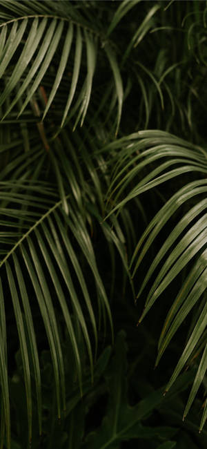 Palm Tree Leaves Iphone Wallpaper