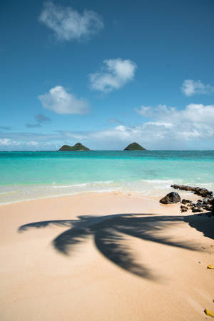 Palm Tree Shadow Beach Android Wallpaper