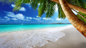 Palm Trees Beach Summer Waves Wallpaper