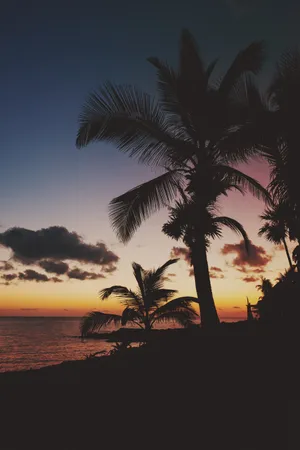 Palm Trees During Sunset In Mexico Wallpaper