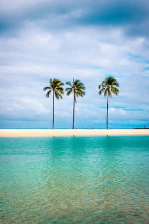 Palm Trees Hilton Resort Waikiki Beach Wallpaper