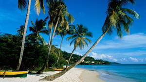 Palm Trees On Pattaya Beach Wallpaper