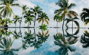 Palm Trees Reflecting On Water Tropical Desktop Wallpaper