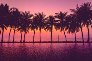 Palm Trees Sunset Aesthetic Wallpaper