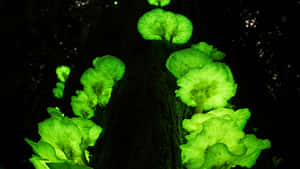 Panellus Fungus With Neon Green Cap Wallpaper