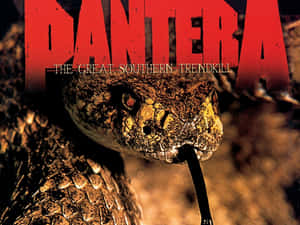 Pantera The Great Southern King Snake Wallpaper