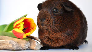 Papua New Guinea Guinea Pig Wallpaper